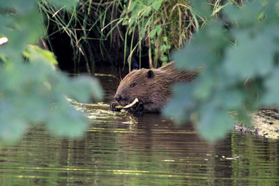 Biber im Spreewald